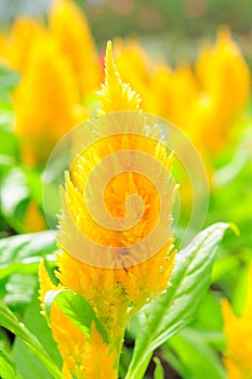 Petals of a yellow flower