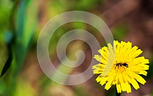 petals of a yellow flower and a bee inside