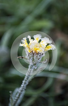 The petals of a yellow flower are covered with white cristae of hoarfrost