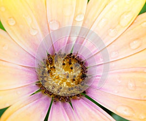Petals of a yellow osteospermum flower