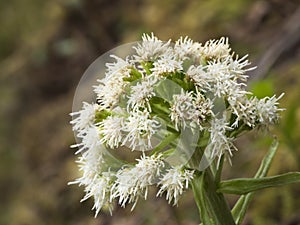 Petasites albus