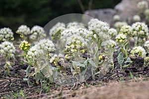 Petasites albus springtime forest herb, perennial rhizomatous plant flowering with field of small flowers