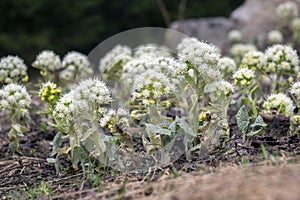 Petasites albus springtime forest herb, perennial rhizomatous plant flowering with field of small flowers photo