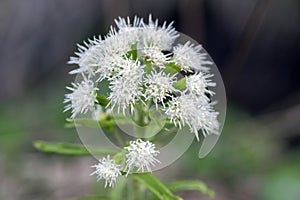 Petasites albus springtime forest herb, perennial rhizomatous plant flowering with group of small white flowers photo