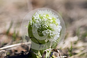 Petasites albus springtime forest herb, perennial rhizomatous plant flowering with group of small white flowers photo