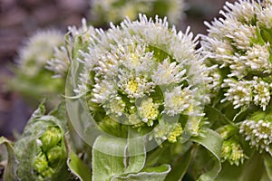 Petasites albus, the white butterbur, is a flowering plant species in the family Asteraceae