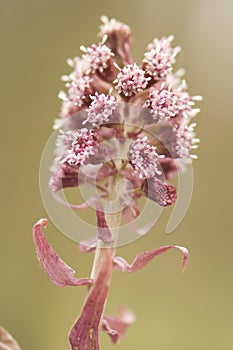 Petasites hybridus
