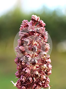 Petasites hybridus