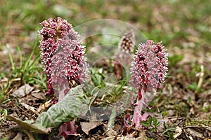 Petasites hybridus