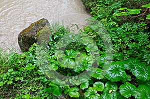 Petasites hybridus, the butterbur, is a herbaceous perennial flowering plant in the daisy family Asteraceae