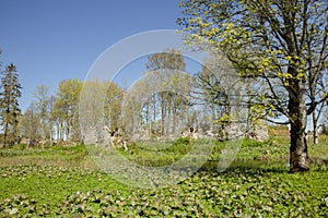 Petasites hybridus the butterbur leaves growing by pond in old abandoned Adila manor ruins park in Estonia  Europe.