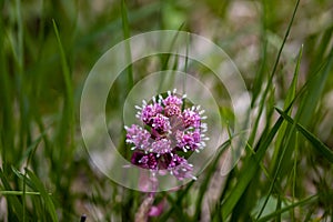 Petasites hybridus flower growing in meadow