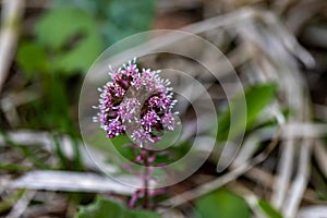 Petasites hybridus flower growing in meadow, close up shoot