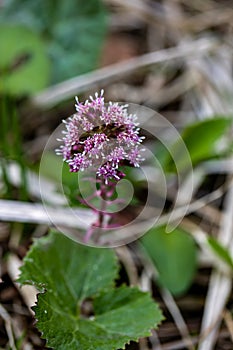 Petasites hybridus flower growing in meadow, close up shoot