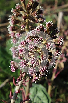 Petasites hybridus Flower head in spring