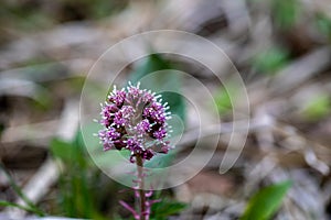 Petasites hybridus flower in meadow