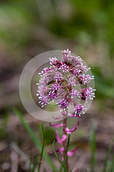 Petasites hybridus flower in meadow, close up