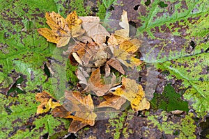 Petasites hybridus plant during fall