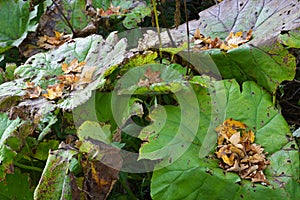 Petasites hybridus plant during fall