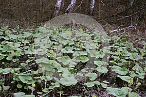 Petasites hybridus - Wild plant shot in the spring.