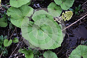 Petasites hybridus - Wild plant shot in the spring.