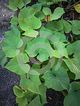 Petatas leaves are a creeping plant that produces pink sweet potatoes photo