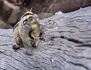 Petaurus breviceps