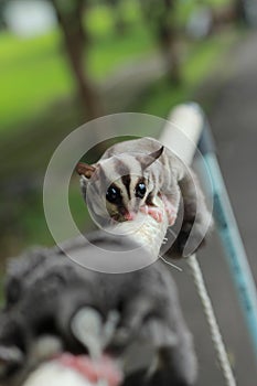 Petaurus breviceps or sugar glider very cute animal