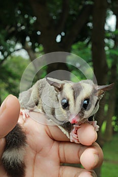 Petaurus breviceps or sugar glider very cute animal