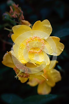 Peter Dummer Hypericum dummeri blossom after rain