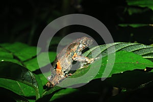 Peter`s dwarf frog, Engystomops petersi, a dark brown frog or toad with orange dots