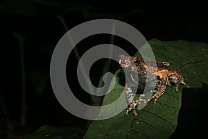 Peter`s dwarf frog, Engystomops petersi, sitting on a leaf during an encounter in the amazon rainforest