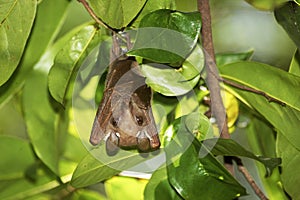Peter`s Epauletted Fruit Bat, epomophorus crypturus, Adult hanging under leaves, Kenya photo