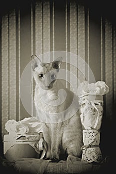 Peterbald Cat