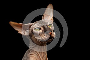 Peterbald cat on isolated black background