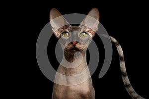 Peterbald cat on isolated black background