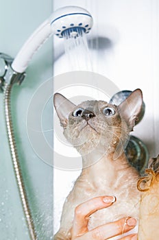 Peterbald Cat in Shower photo