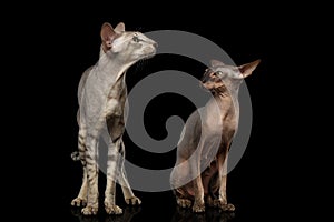 Peterbald cats on isolated black background photo