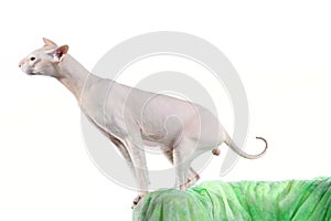 Peterbald hairless cat