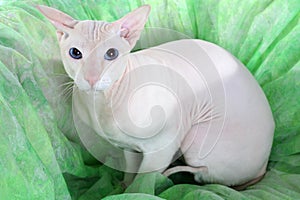 Peterbald hairless cat