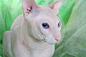 Peterbald hairless cat