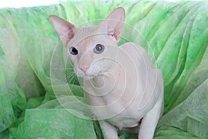 Peterbald hairless cat