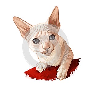 Kotě digitální umění ilustrace. rus kočkovitá plemeno z domácí domácí zvířata. a tlapky z savec 