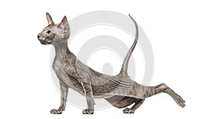 Peterbald kitten stretching in a funny position, yoga cat, 3 mouth old