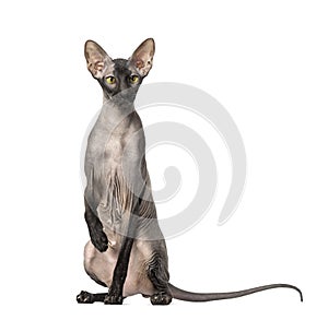 Peterbald, naked cat, sitting and looking at the camera