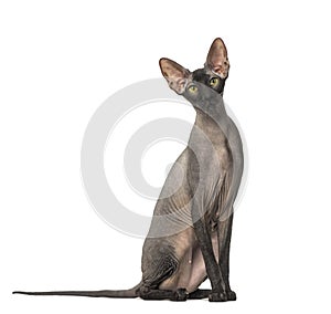 Peterbald, naked cat, sitting and looking at the camera