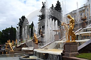 Peterhof Gardens Fountains