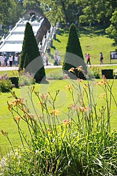 Peterhof, Lower Park. Sunny landscape with daylilies near the Chess Mountain fountain