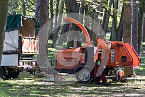 Worker looking upward in a woodland area with wood chipping machine
