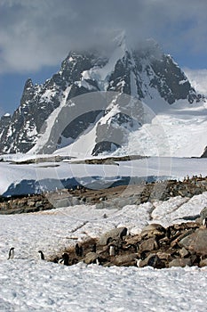 Petermann Island - Antarctica